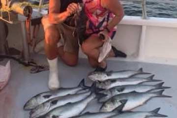 a group of fish in the water