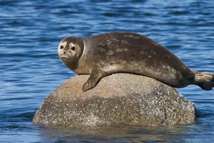 a seal swimming in a body of water